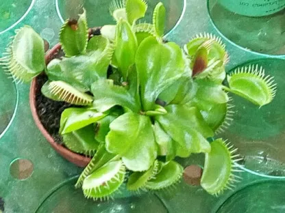 דיונאת הזבובים והמלטעות שלה