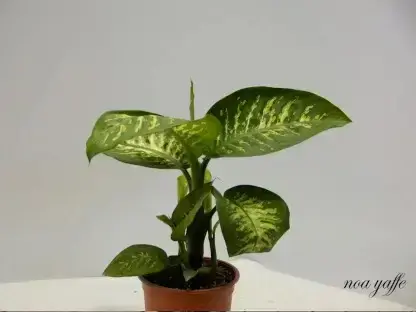 דיפנבכיה שלג טרופי