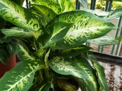 דיפנבכיה 'קמילה'