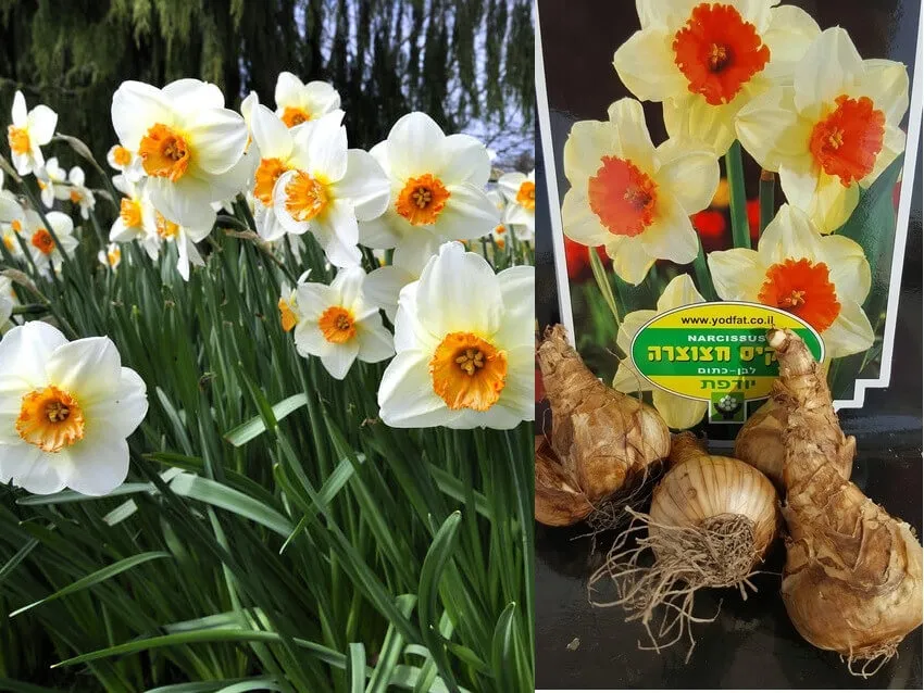 חפיסת פקעות נרקיס חצוצרה כתום לבן