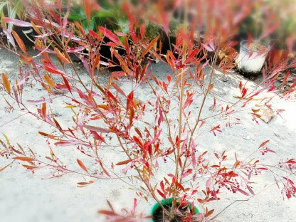 דודונאה דביקה 'דנה'