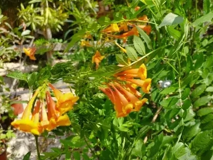 דק פרי 'אורנג גובלי (גרוצה)'