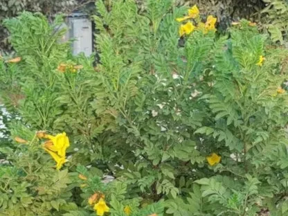 דק פרי מכונף