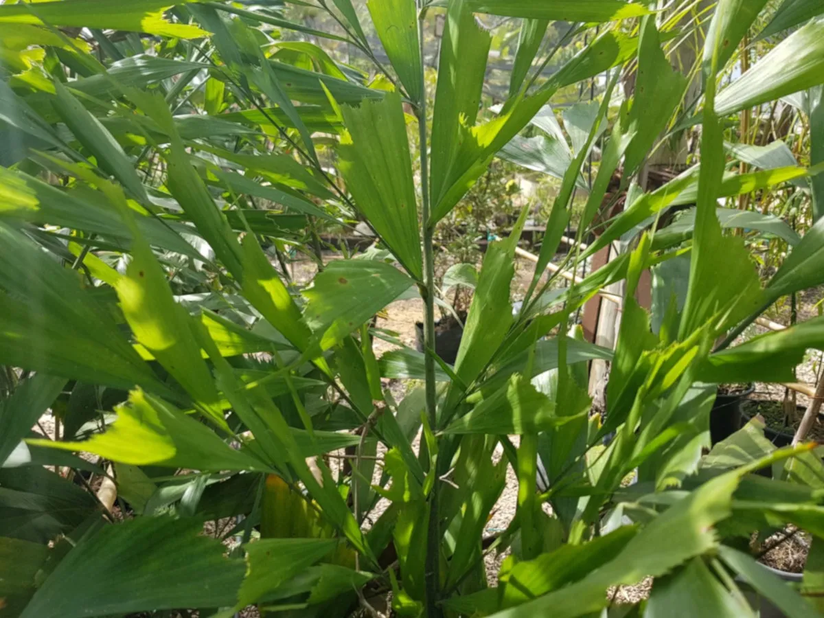 קריוטה נאה, דקל זנב הדג