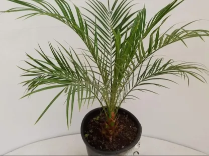 דקל תמר ננסי רובוליני