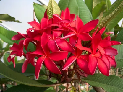 פלומריה ריחנית דרבן אדום,