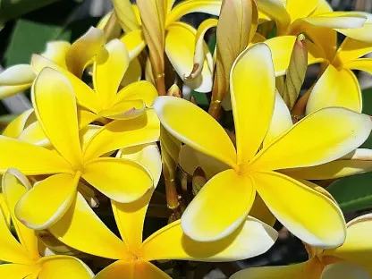 פלומריה ריחנית דרבן צהוב