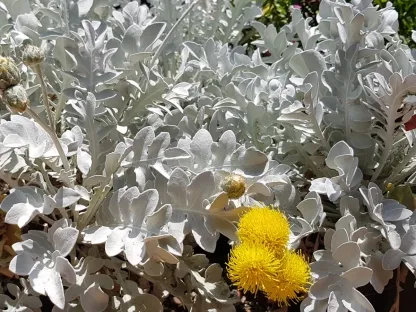 דרדר מאפיר עלווה כסופה ופריחה בצהוב