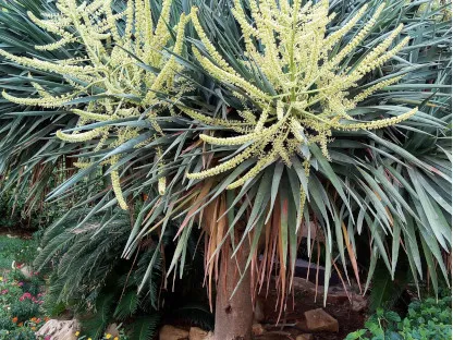 דרקונית קנרית (דרקו)