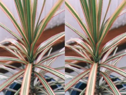 דרקונית מלולה מג'נטה