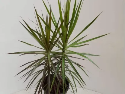 דרקונית מלולה דו גוני