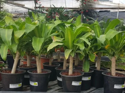 דרקונית ריחנית