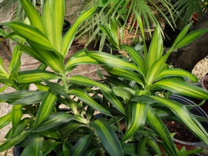 דרקונית רפלקסה ג'מייקה