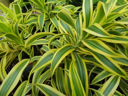 דרקונית רפלקסה מגוונת