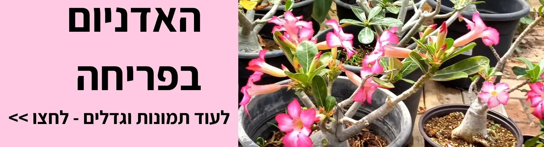 אדניום נפוח | קל שתיל