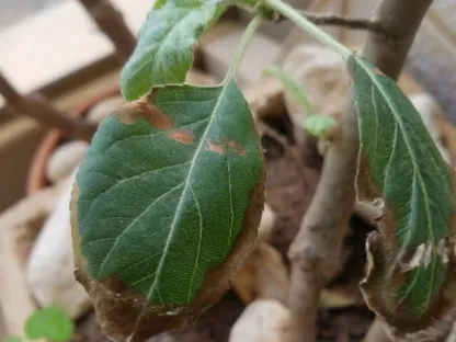 עלה נגוע של עץ תפוח צעיר