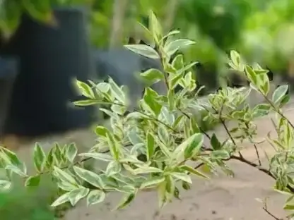 הדס מצוי מגוון