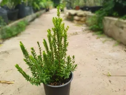 הדס מצוי 'קטן עלים'