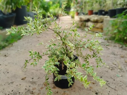 הדס מצוי 'מגוון'