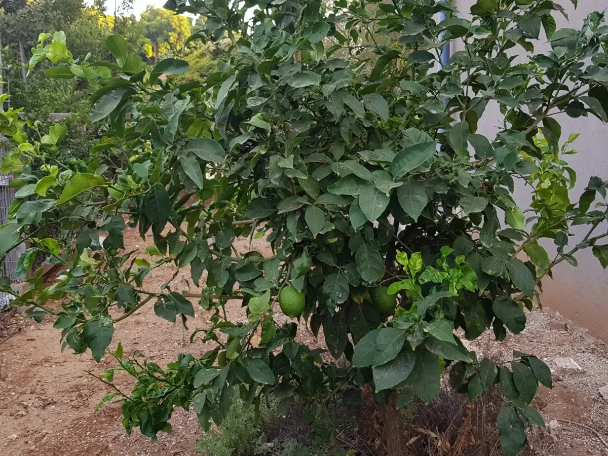 הדר הלימון איילת חסר גרעינים – פרי ועץ צעיר