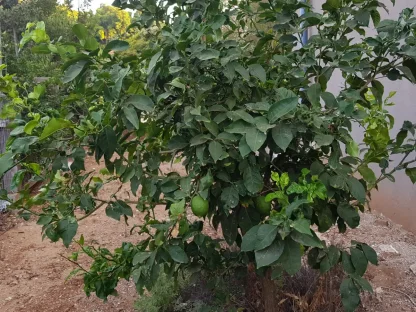 הדר הלימון איילת חסר גרעינים – פרי ועץ צעיר
