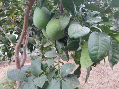 הדר פומלו "פומלה"