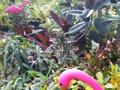 פלמינגו קטן לנוי במשתלה ובאתר