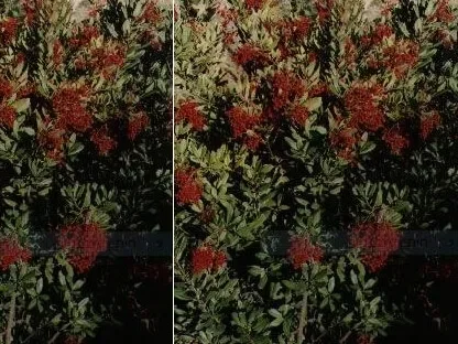 הטרומליס קטלבי