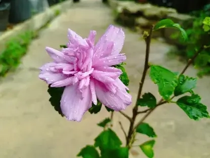 היביסקוס סורי 'כחול מלא'