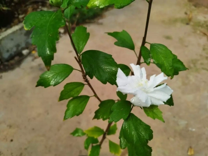 היביסקוס סורי לבן מלא