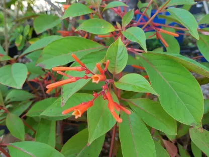 המליה מבדרת