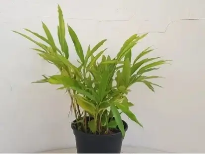 הל צמח לשתילה בגינה בעל עלווה ירוקה