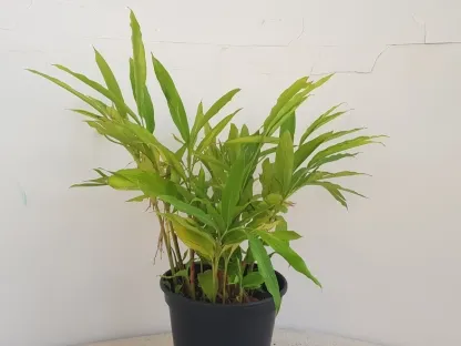 הל חמם הקרדומון