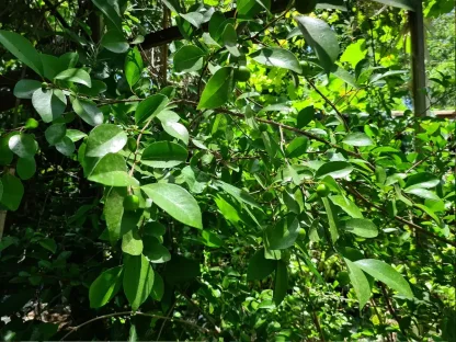 שזיף המושל - פלקורטיה הודית