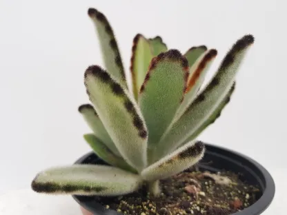 ניצנית לבידה