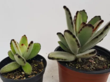 נצנית לבידה