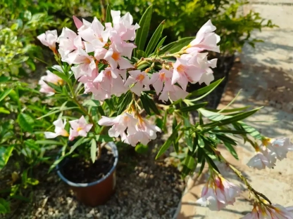 הרדוף הנחלים 'ננסי' (ורוד)