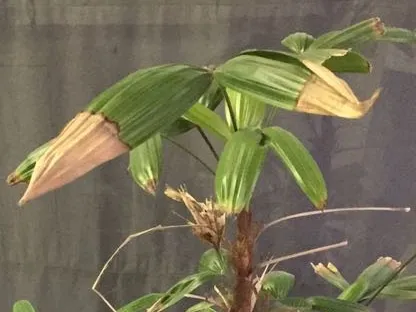 צילום של לקוחה, דקל בתוך משרד