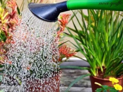 השקיה ודישון