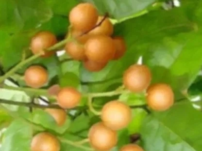 פרי עץ הוומפי