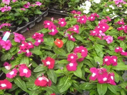 וינקות במשתלה