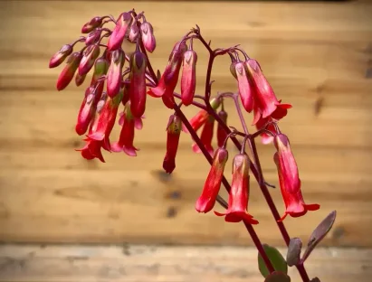 ניצנית וונדי פורחת