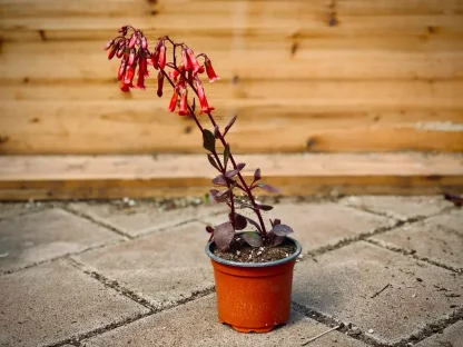 נצנית 'וונדי'