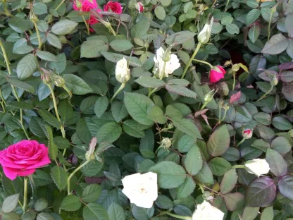 ורדים בצבעי פריחה שונים