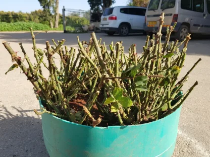 ורדים חשופי שורש