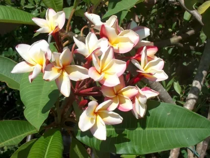 פלומריה ריחנית ורה קרוז רוז בפריחה