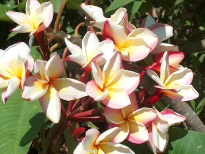 פלומריה ורה קרוז רוז פריחה בורוד-צהוב