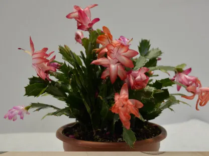 זיגוקקטוס בפריחה בגווני כתום