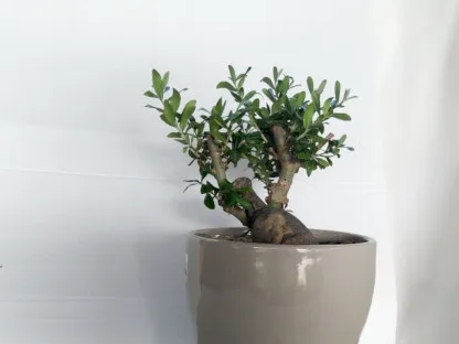 זית אירופאי בונסאי בעציץ קרמיקה