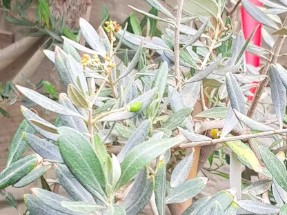 זית אירופי 'סורי'